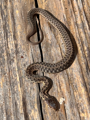 Eastern Garter Snake