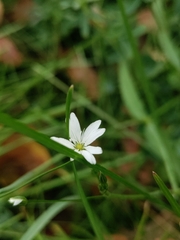 Stellaria graminea, photograph (c) Павел, some rights reserved (CC BY)