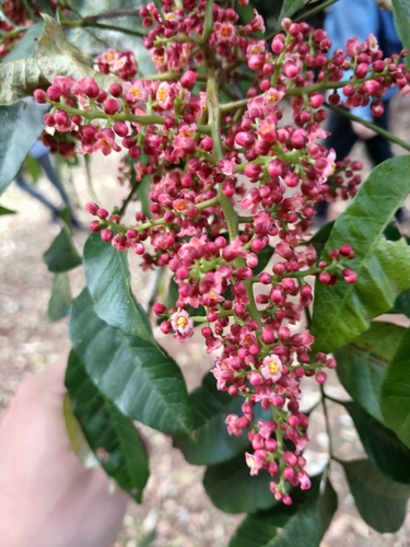 Rhodosphaera rhodanthema, photograph 1