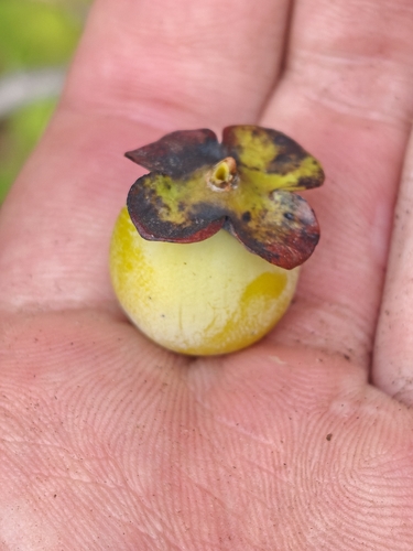 Date plum