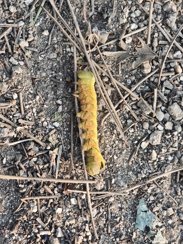 Clanis bilineata