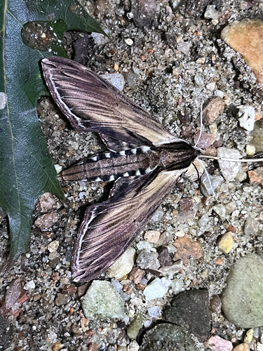 Laurel Sphinx
