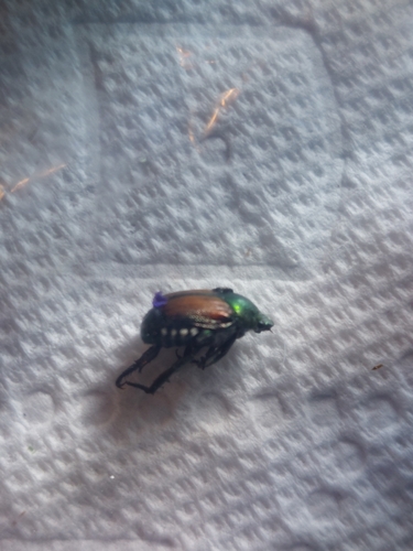 Japanese Beetle