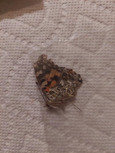 Painted Lady