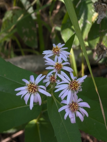 Showy Aster