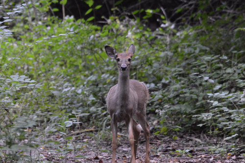 White-tailed Deer