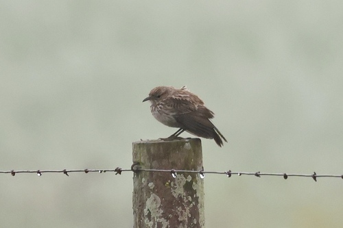 iNaturalist image