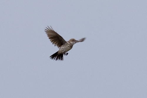 iNaturalist image