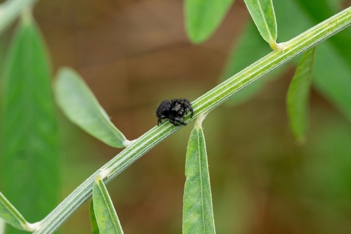 Bold Jumping Spider
