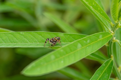 Golden Jumping Spider