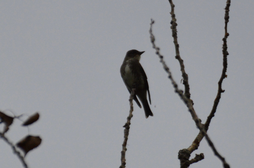 Olive-sided Flycatcher