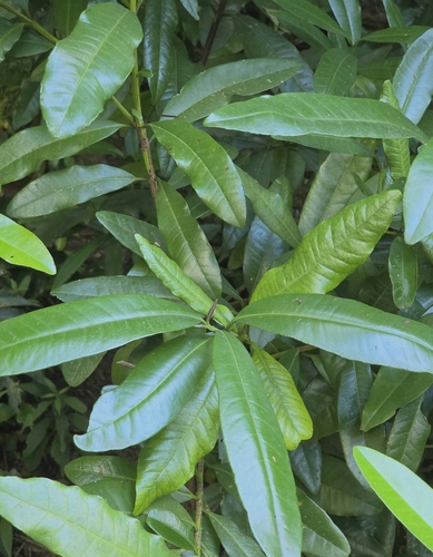 Pimenta dioica observed 2026-09-17