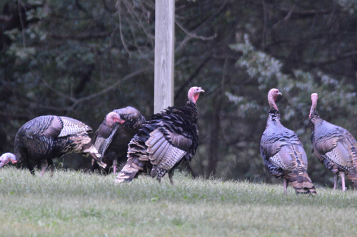 Wild Turkey
