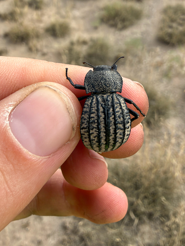 Philolithus sordidus