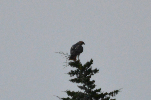 Red-tailed Hawk