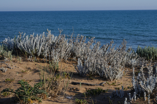 Cottonweed