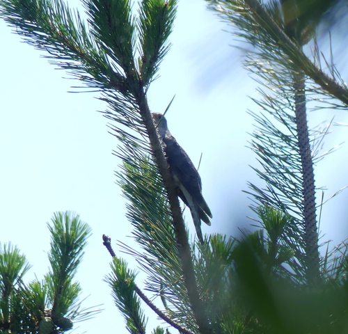 iNaturalist image