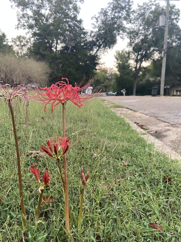 red spider lily