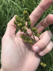 Carex gravida