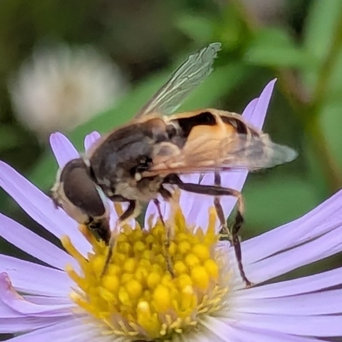 Eurasian Drone Fly