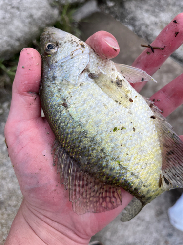 Black Crappie