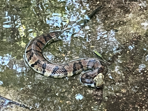 Northern Cottonmouth