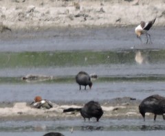 Recurvirostra americana