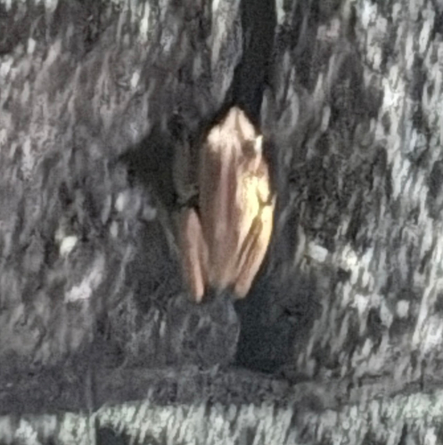 Common Southeast Asian Tree Frog