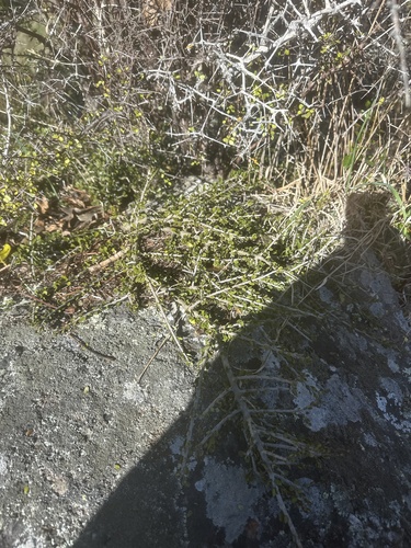 Melicytus alpinus, photograph 5