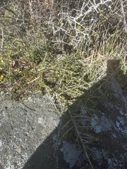 author not stated, no rights reserved Melicytus alpinus, photograph author not stated, no rights reserved