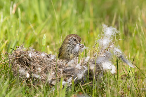 Striated Thornbill