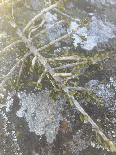 Melicytus alpinus, photograph 6