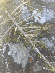 Melicytus alpinus, photograph author not stated, no rights reserved