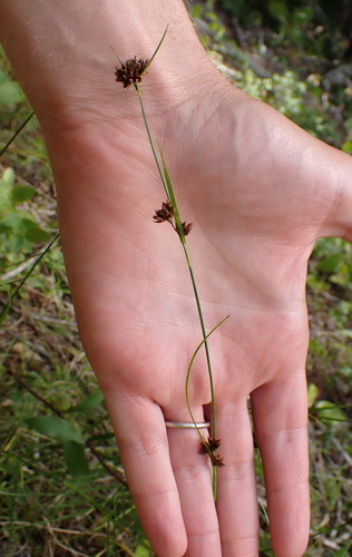 Rhynchospora capitellata, photograph 4