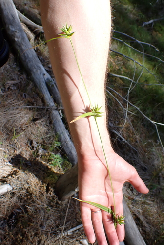 Carex folliculata, photograph 2