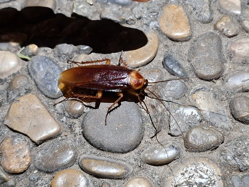 American Cockroach