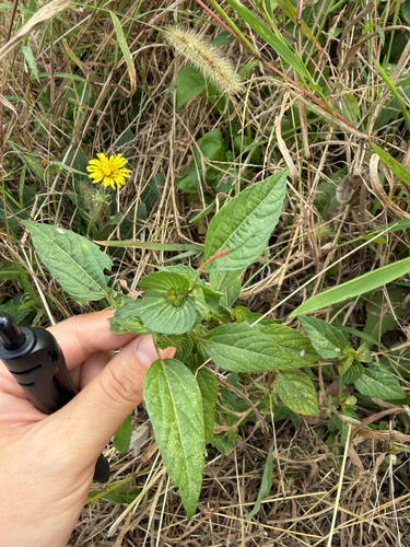 Asian Copperleaf