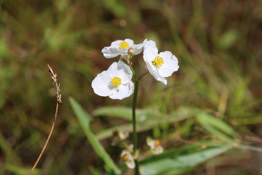 Sagittaria latifolia; photograph (c) Steven Lamonde, some rights reserved (CC BY)