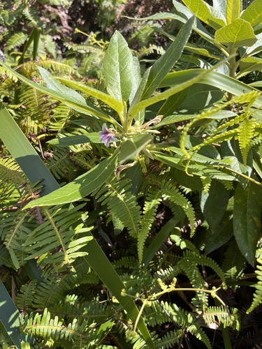 Scaevola mollis observed 2026-09-14