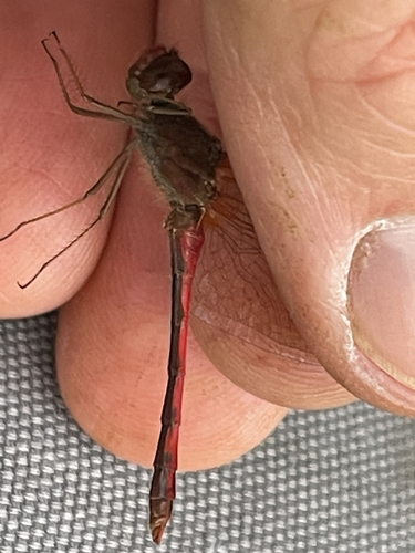 Autumn Meadowhawk