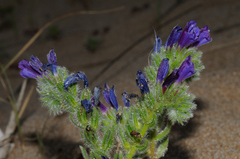 Echium arenarium