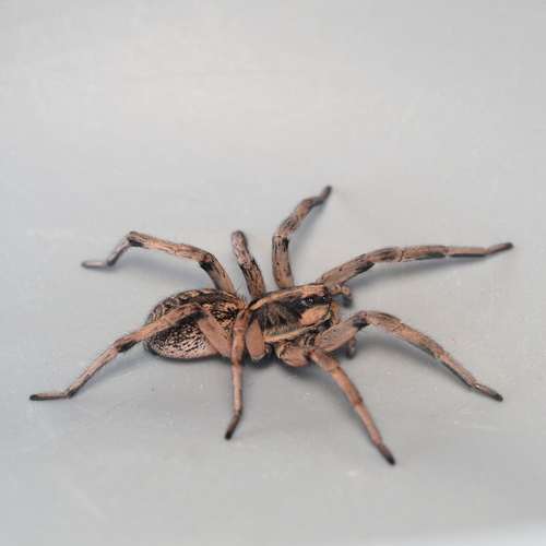 Hogna coloradensis