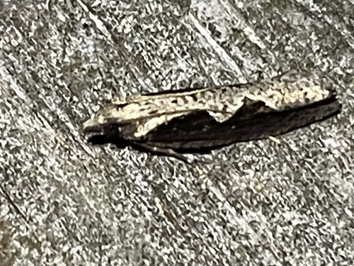 Diamondback Epinotia Moth