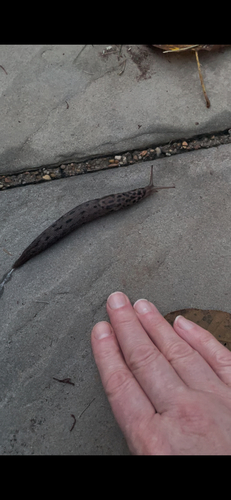 Leopard Slug