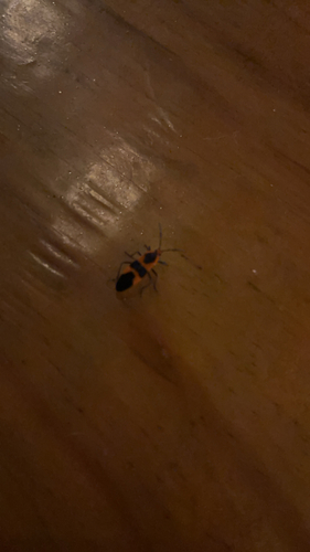 Large Milkweed Bug