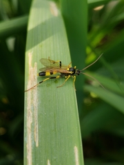 Amblyteles armatorius