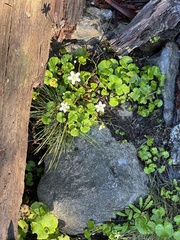 Parnassia fimbriata