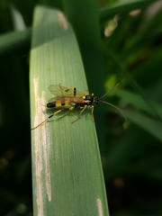 Amblyteles armatorius