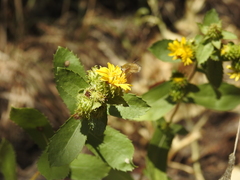 Grindelia subalpina