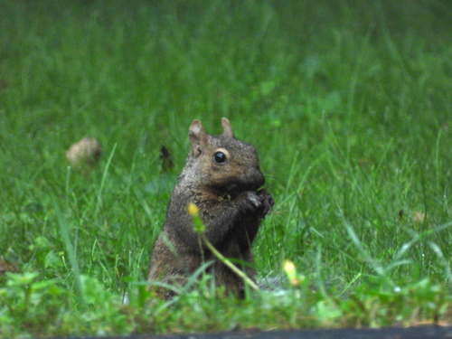 Eastern Gray Squirrel
